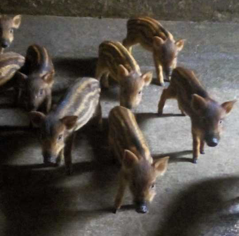 野猪养殖场