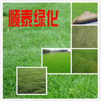 顺泰绿化草坪种植基地