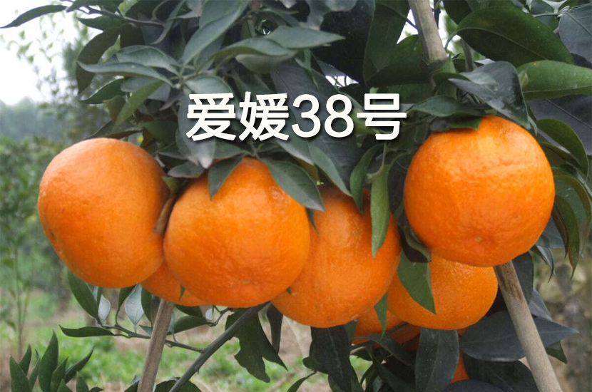 春沃果业育苗
