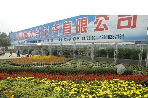 四川省大兴花卉