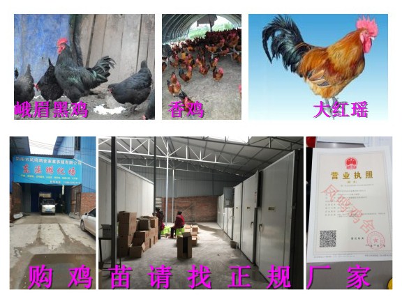 简阳市凤鸣鸡舍家禽养殖
