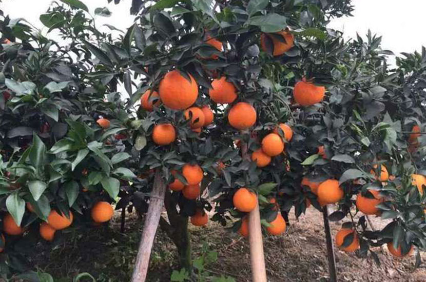 中农苗木种植专业合作社