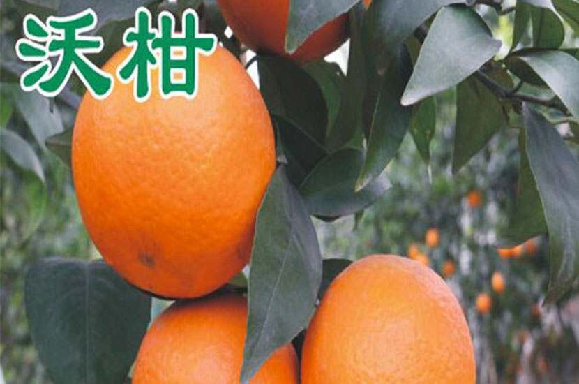 大雅农夫农业