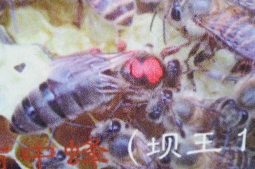 新都区林蜂养蜂专业合作社