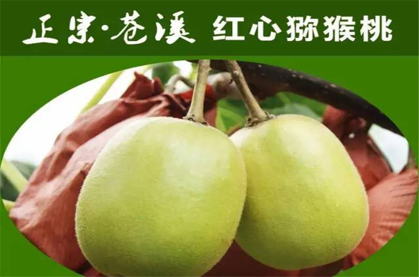 锦欣苗木