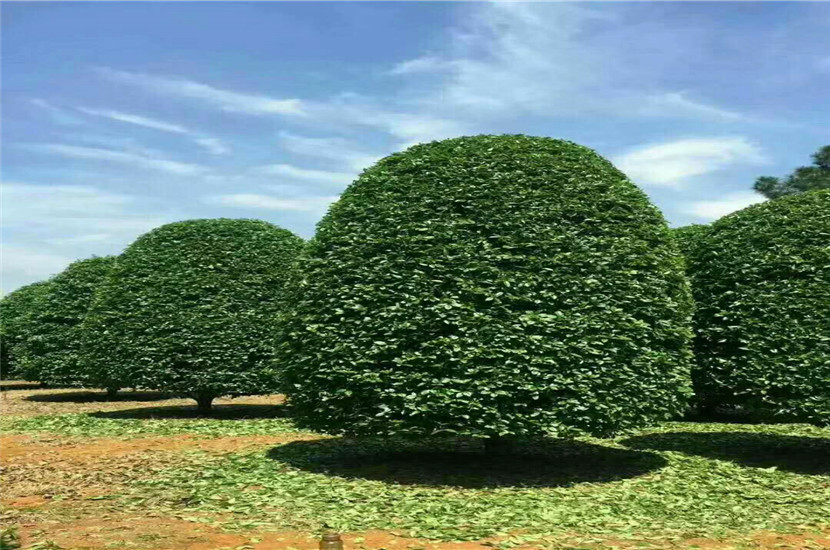 缘溢苗木批发