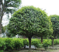 成都德钏园艺工程