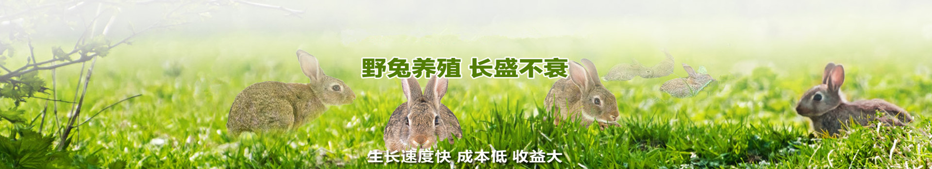广告