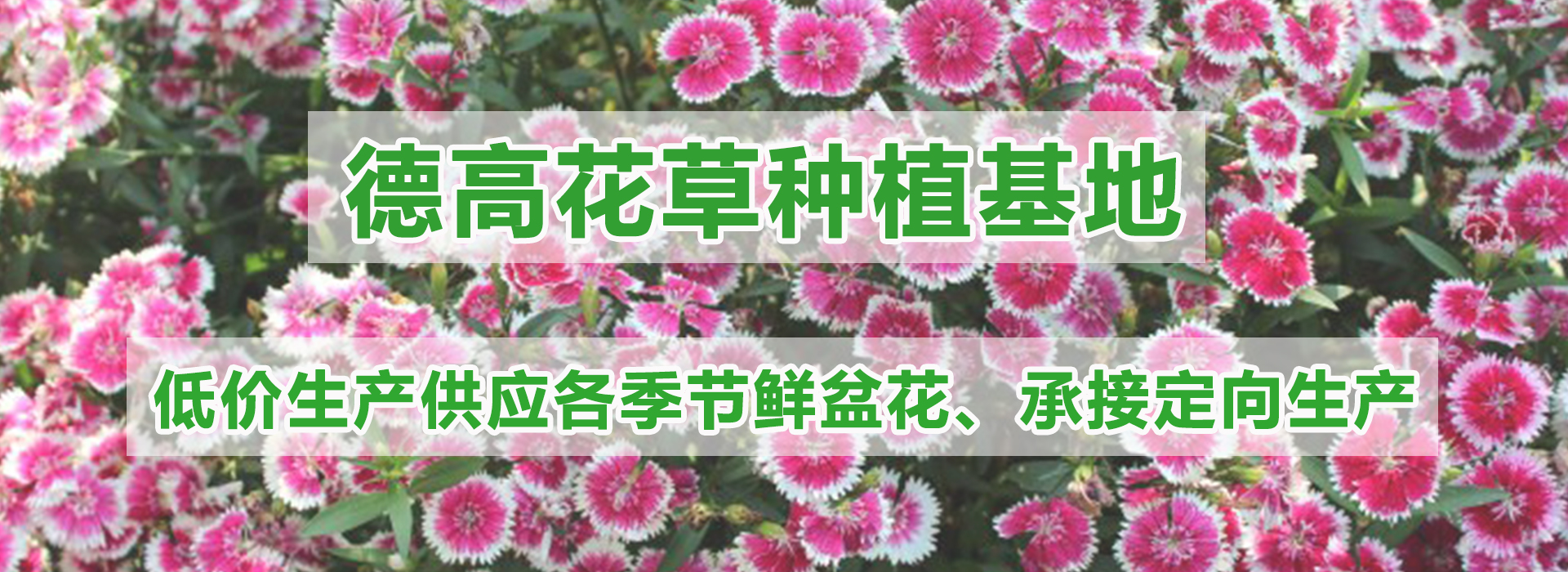 广告