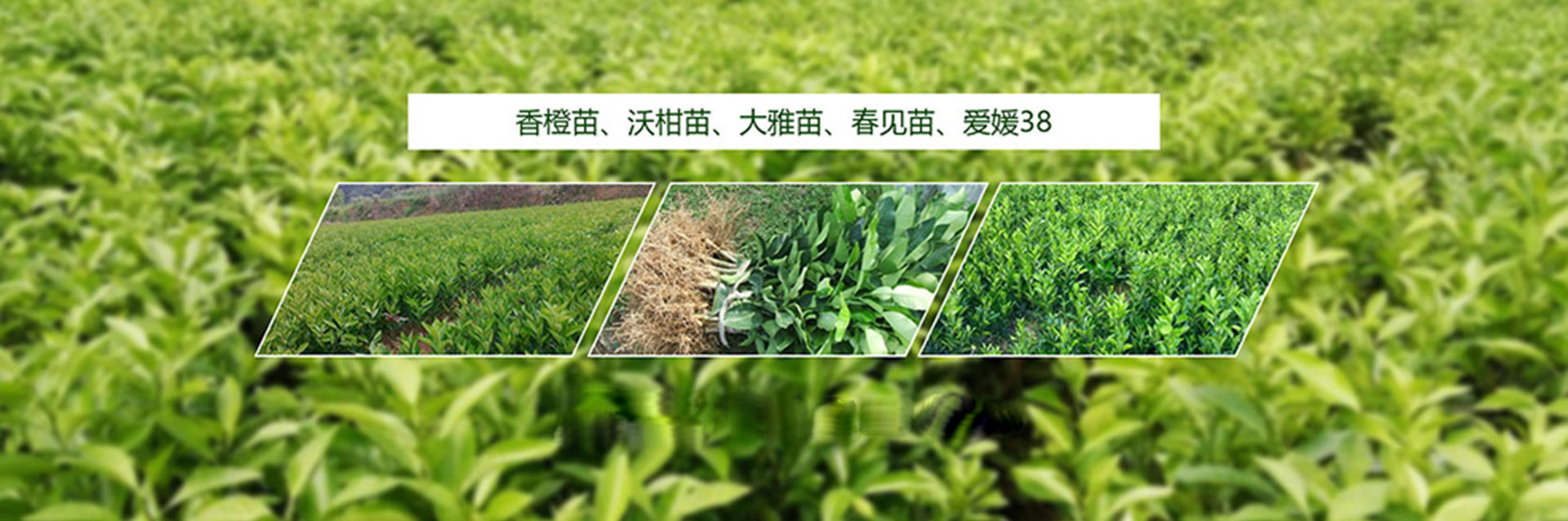 广告