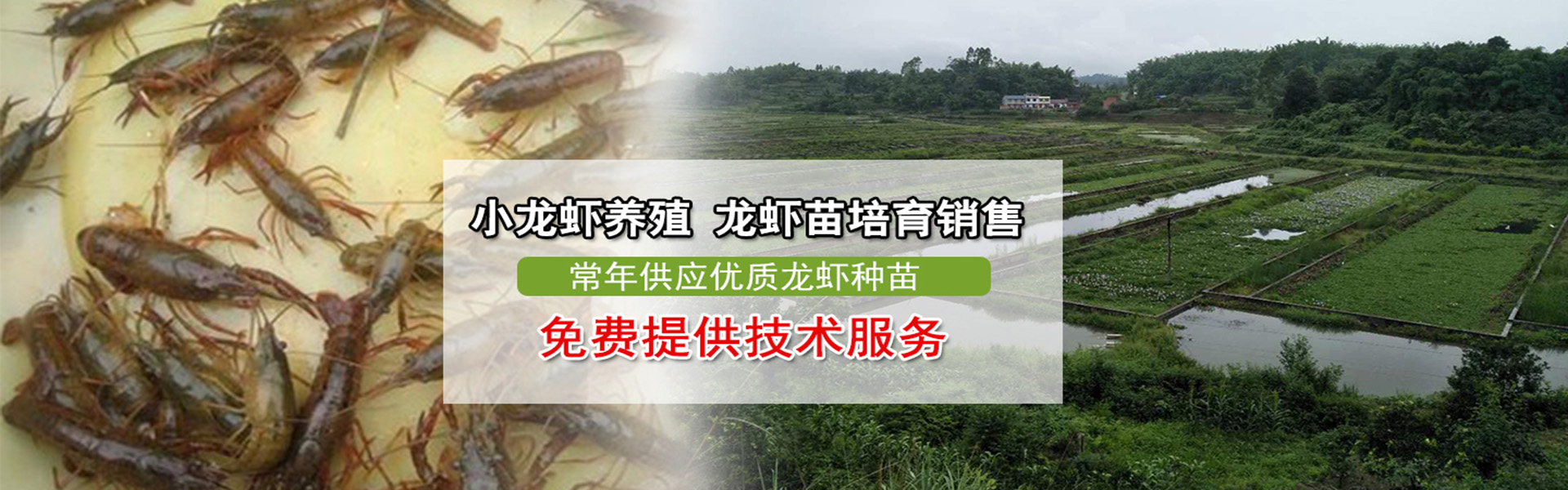 广告