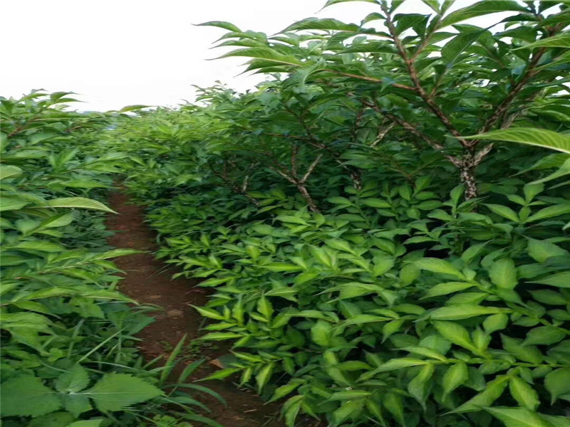 赵泽魔芋种植