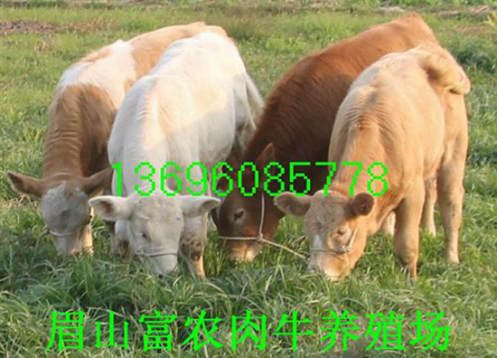 1444962965124116.jpg