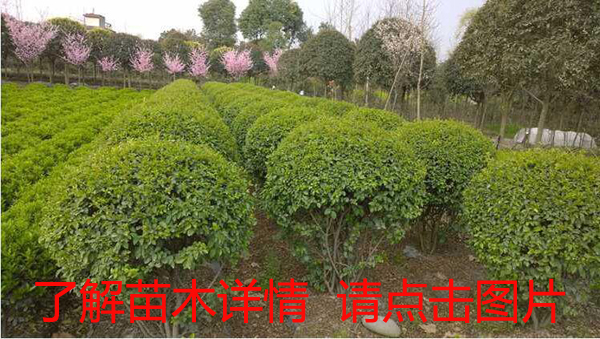1465184145934435.jpg