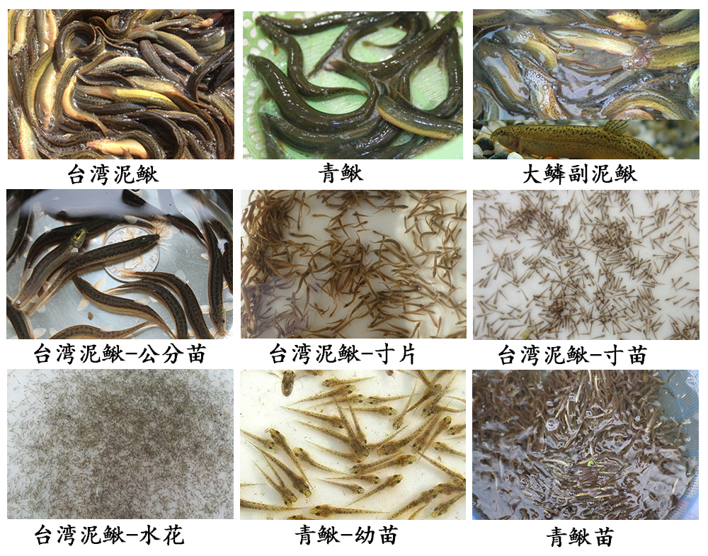 1490844770115832.jpg 泥鳅.jpg