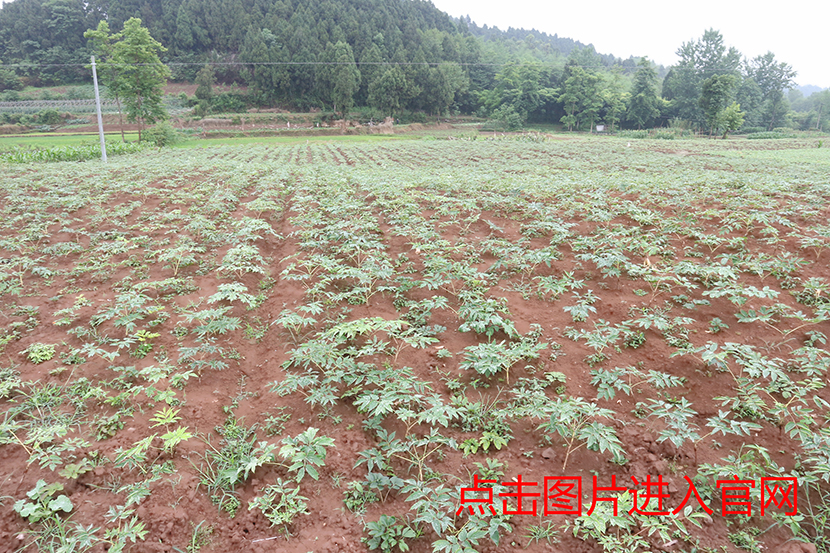 1497852014284310.jpg 1生长一年牡丹苗.jpg