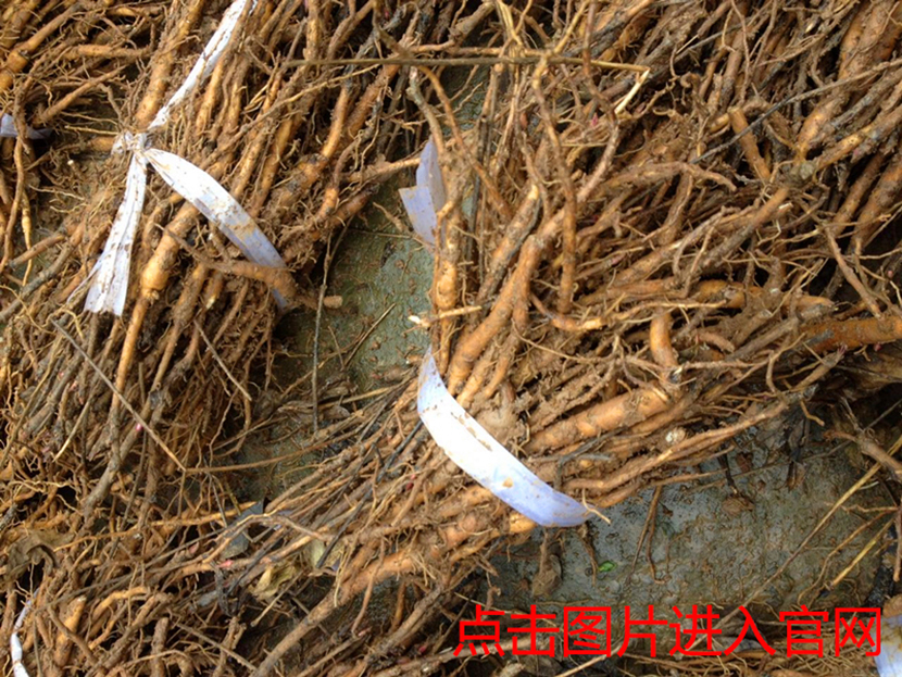 1497852043847424.jpg 4两年牡丹苗.jpg