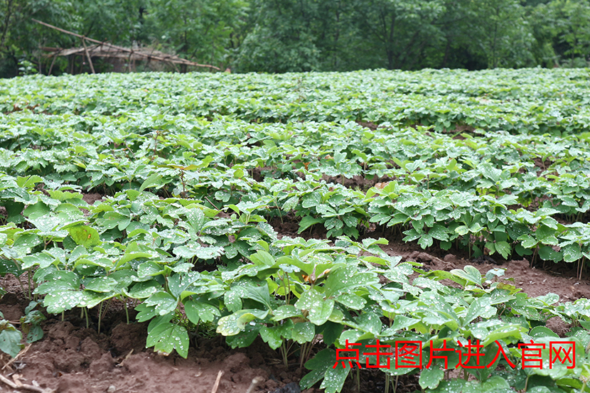 1497852059825736.jpg 6生长一年赤芍苗.jpg