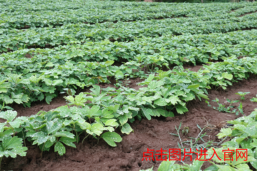 1497852065121418.jpg 7生长一年赤芍苗.jpg