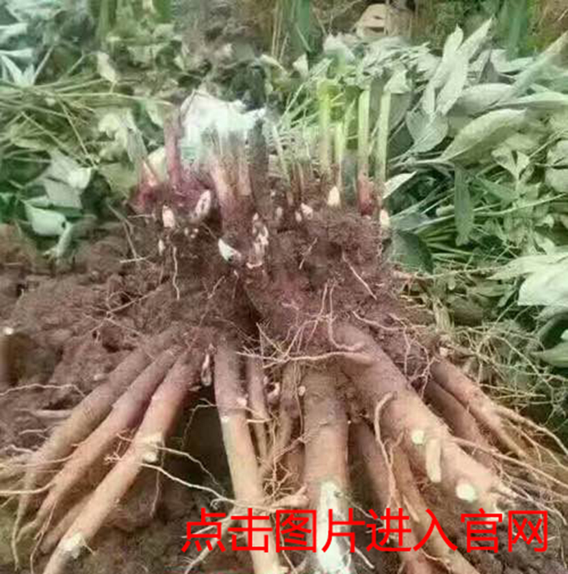 1497852080250531.jpg 9生长3年的赤芍苗.jpg