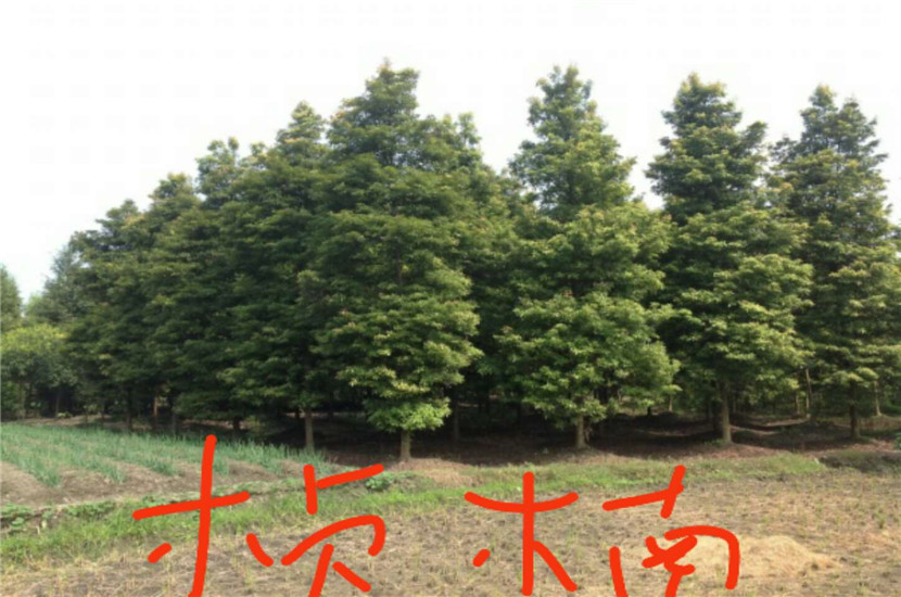 1516247645466464.jpg