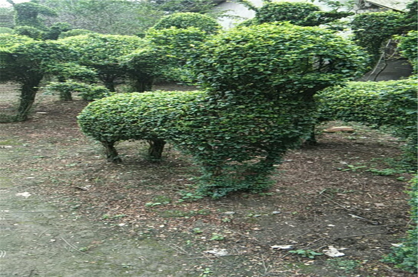 1520491071641130.jpg