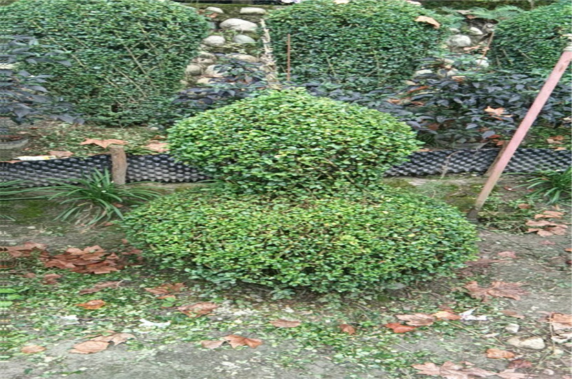 1520491074673017.jpg