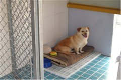 佳贝训犬基地
