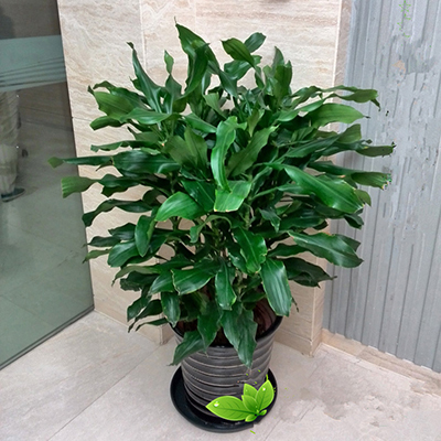 1538102645844885.jpg 【花卉绿植租赁】螺纹铁.jpg