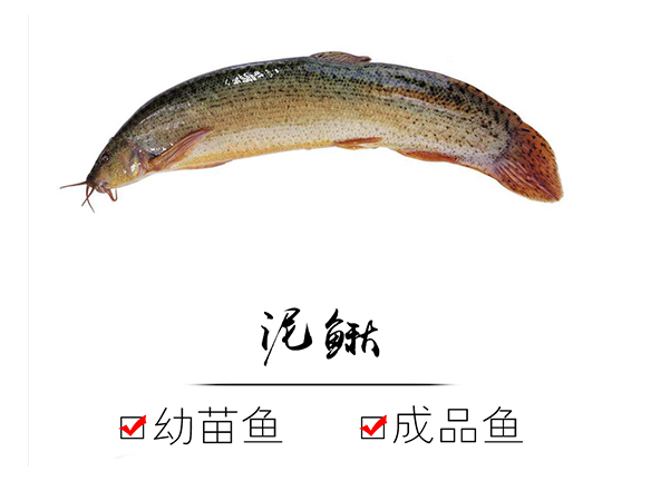 1590378142105475.jpg