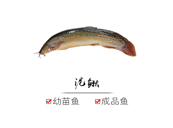 1590378143356475.jpg