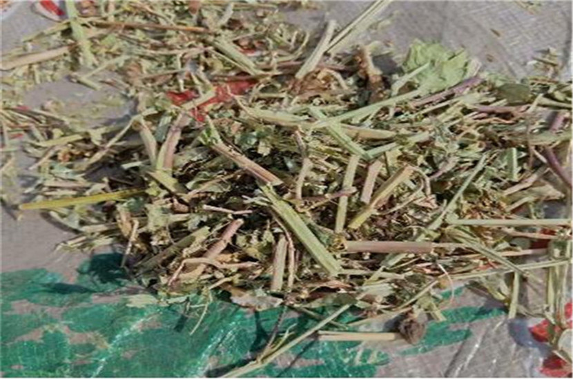 羊草.jpg
