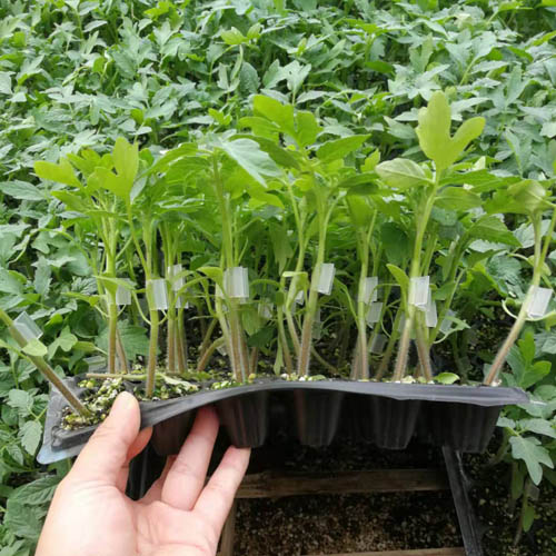 寿光航瑞农业科技