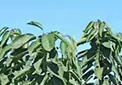 胜旺大樱桃