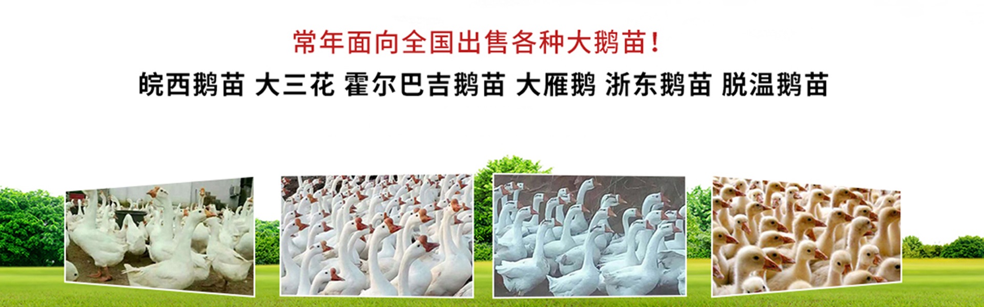 广告
