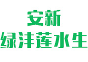 绿沣莲水生植物