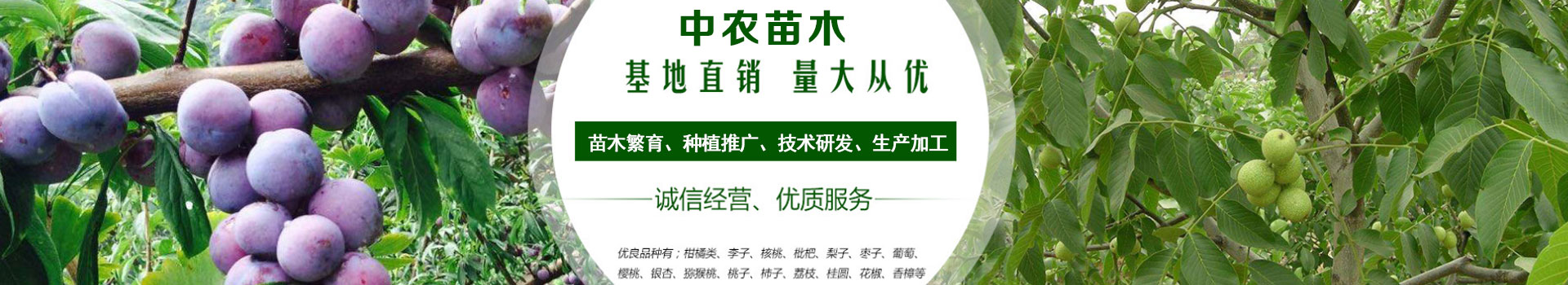 广告