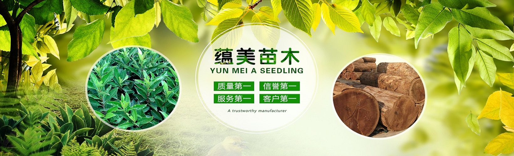 广告