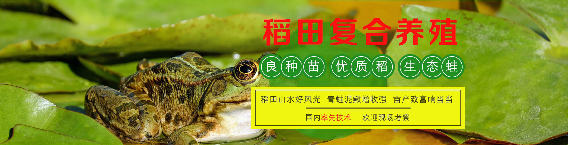 广告
