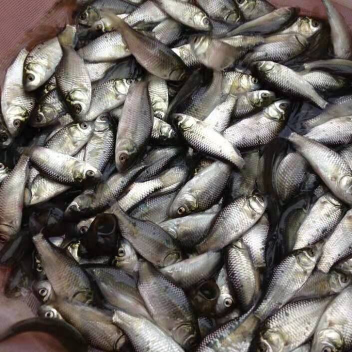 兴隆鱼苗