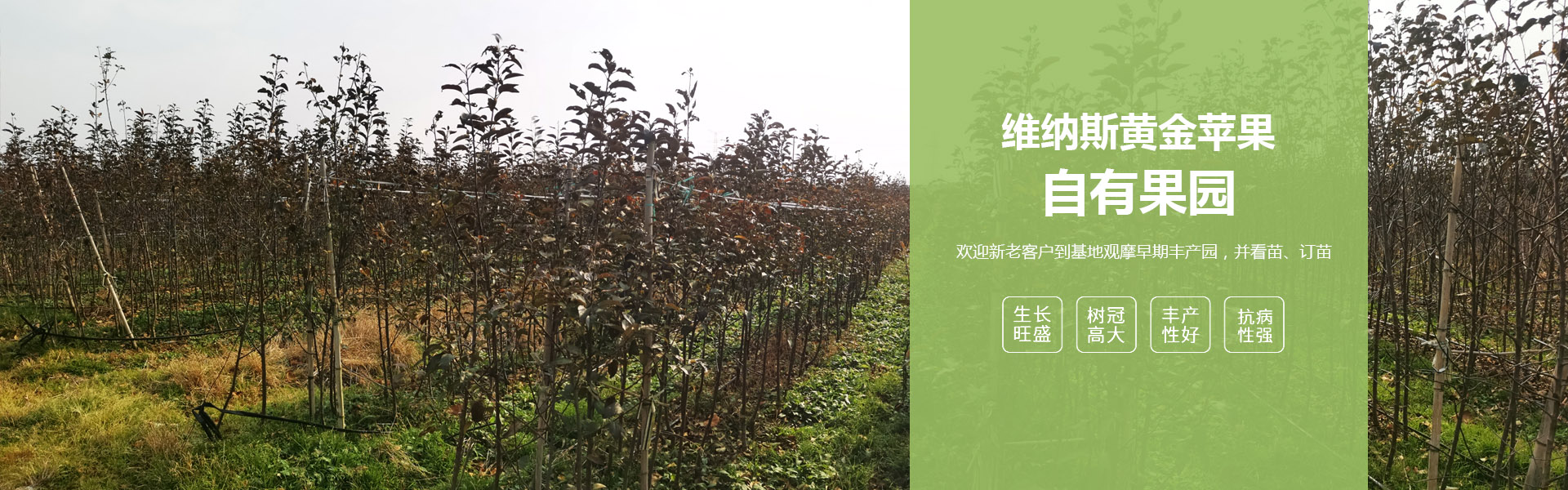 林安果树苗木繁育中心